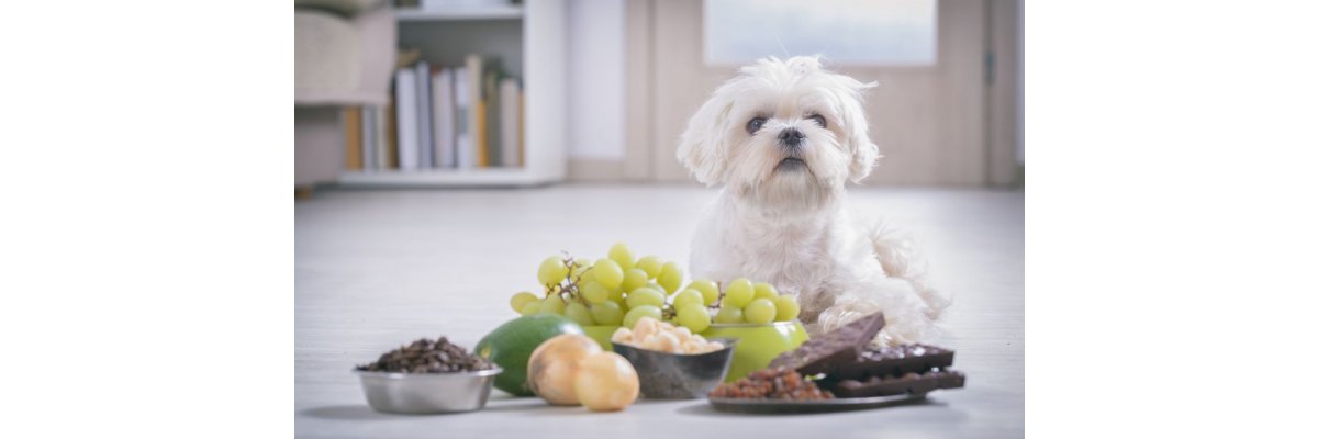 Was dürfen Hunde nicht fessen? 