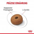 ROYAL CANIN LIGHT WEIGHT CARE MAXI Trockenfutter f&uuml;r zu &Uuml;bergewicht neigenden Hunden 12 Kg