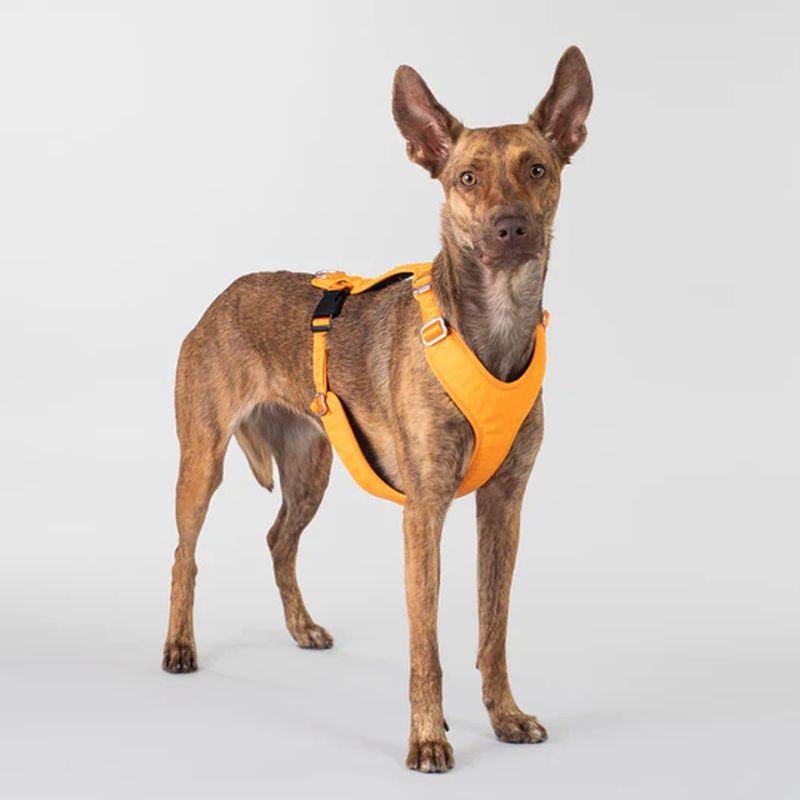 Paikka Hundegeschirr Visibility Orange XS