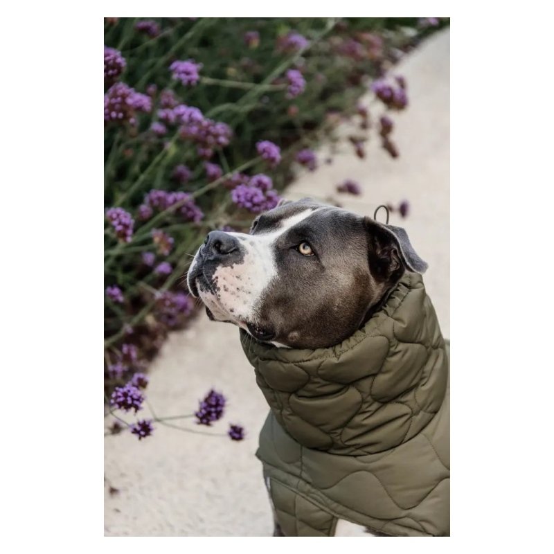 Kentucky Dogwear Hundemantel Winter Pina 160g Tannengrün XXXL 76-84cm