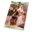 JR-Farm Katzen Grainless Adventskalender 100 g