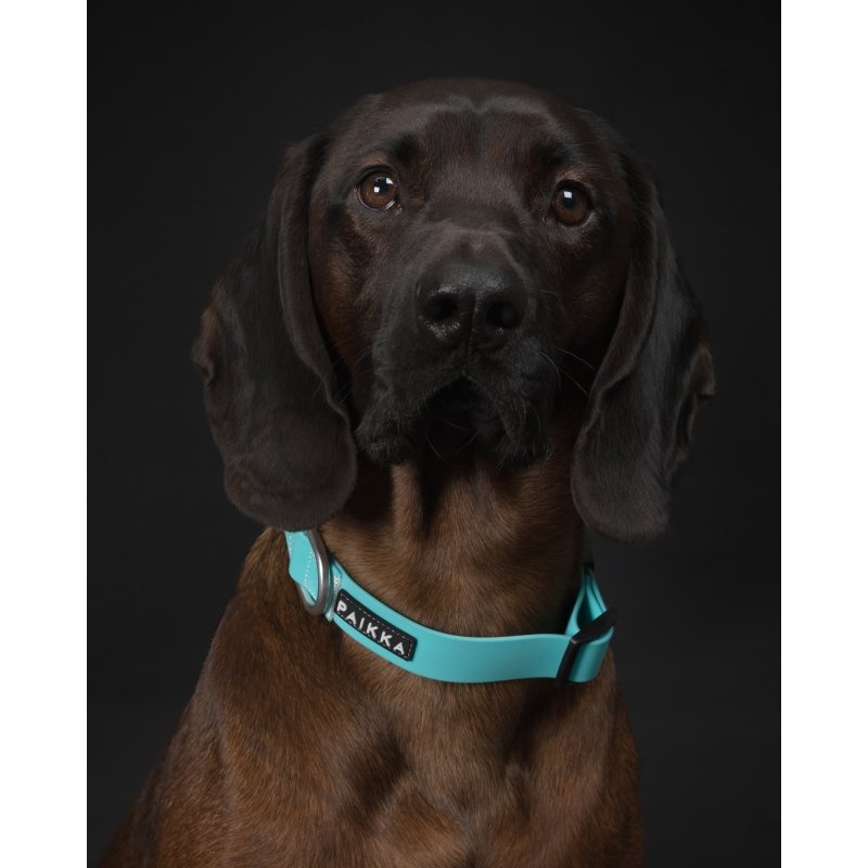 Paikka Hundehalsband Glow Aqua 2,5 x 44-65 cm