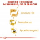 ROYAL CANIN MINI Adult Nassfutter f&uuml;r Pudel 12x85 g